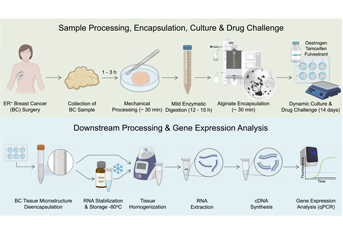 Patient-Derived Breast Cancer Tissue Cultures for Anti-Endocrine Drug Assays