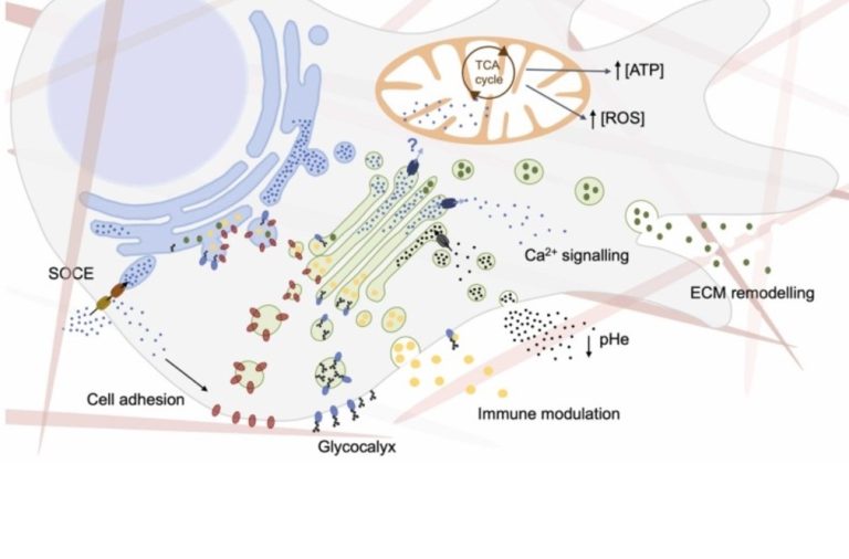 The Golgi at the steering weal of a cancer cell