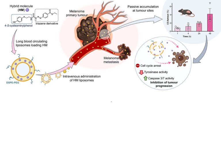 Preclinical validation of a new hybrid molecule loaded in liposomes for melanoma management