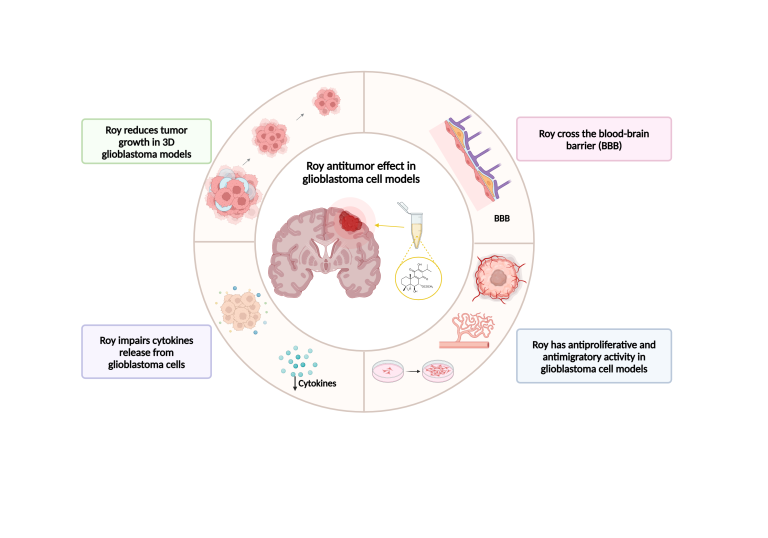 Potencial terapêutico do composto natural 7α-acetoxi-6β-hidroxiroileanona (Roy) em modelos celulares de glioblastoma
