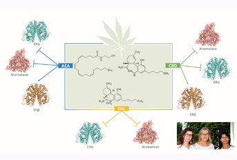 Unveiling the mechanism of action behind the anti-cancer properties of cannabinoids in ER+ breast cancer cells: Impact on aromatase and steroid receptors