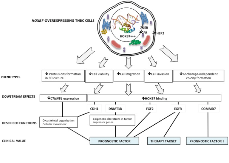 HOXB7 overexpression may lead triple-negative breast cancer cells to a less aggressive Phenotype