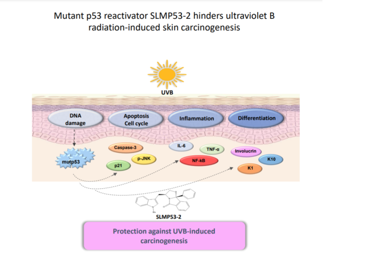 Prevenção da carcinogénese da pele induzida pela radiação UVB com o reativador de mutantes da p53 SLMP53-2