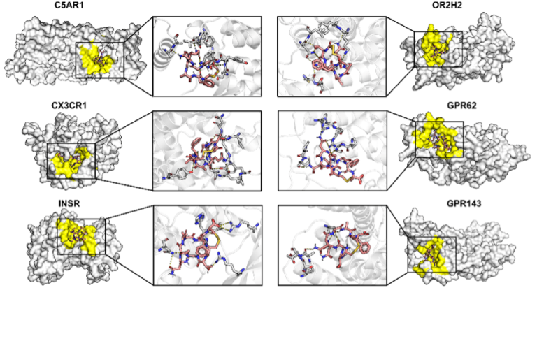 Selection of a new peptide with affinity for breast cancer