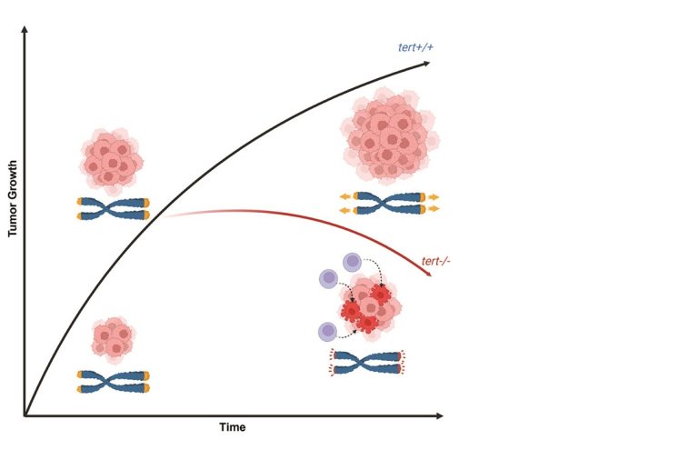 Absence of Telomerase Leads to Immune Response and Tumor Regression in Zebrafish