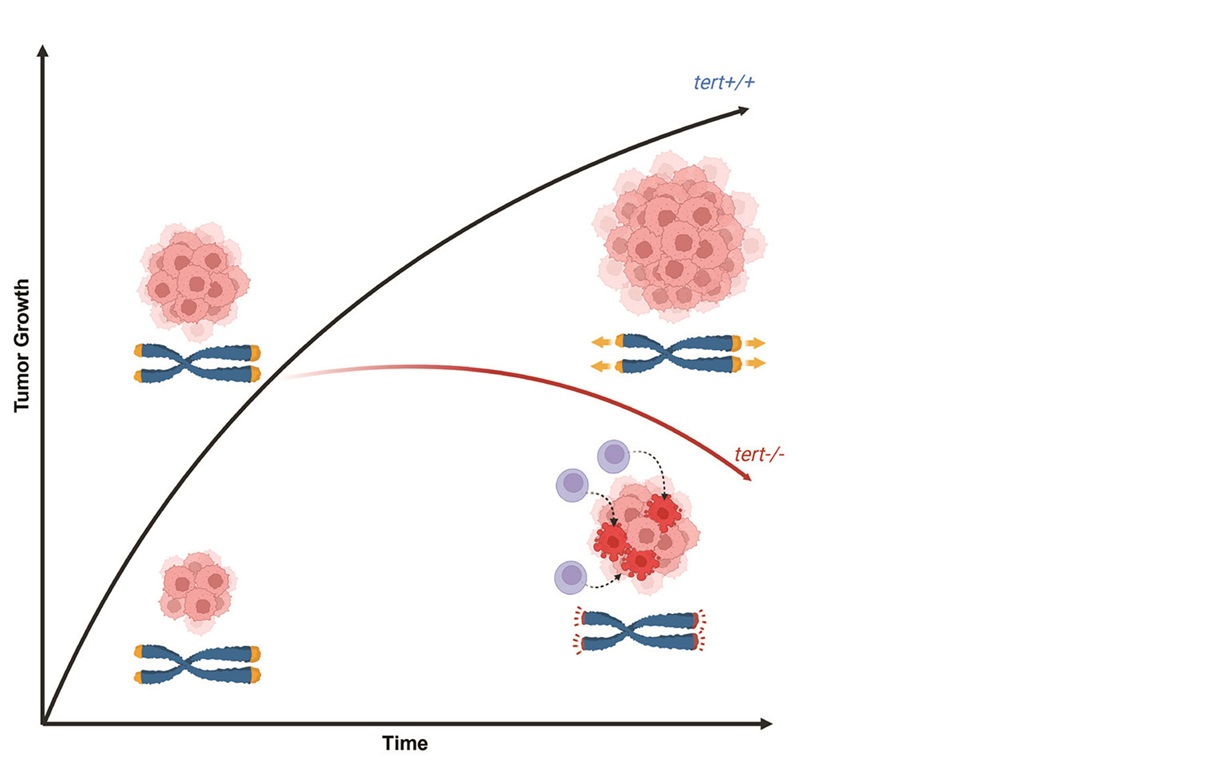 Absence of Telomerase Leads to Immune Response and Tumor Regression in Zebrafish