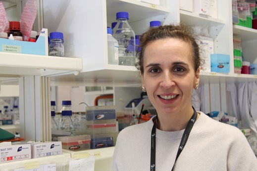 Vesículas extracelulares de células estaminais do cancro pancreático lideram uma Rede de Comunicação Intratumor (EVNet) para alimentar a progressão do tumor